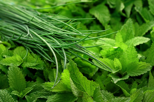 Welcoming Spring with Mint and Chive: A Herbal Infusion Delight